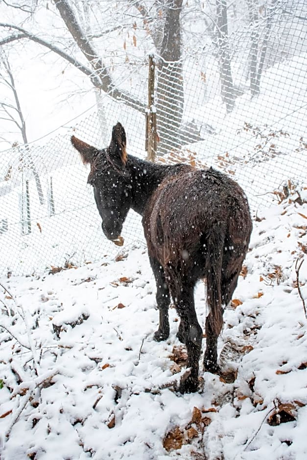 B&B IDUEVAGAMONDI immerso nel bosco tra le MONTAGNE con area benessere come EXTRA
