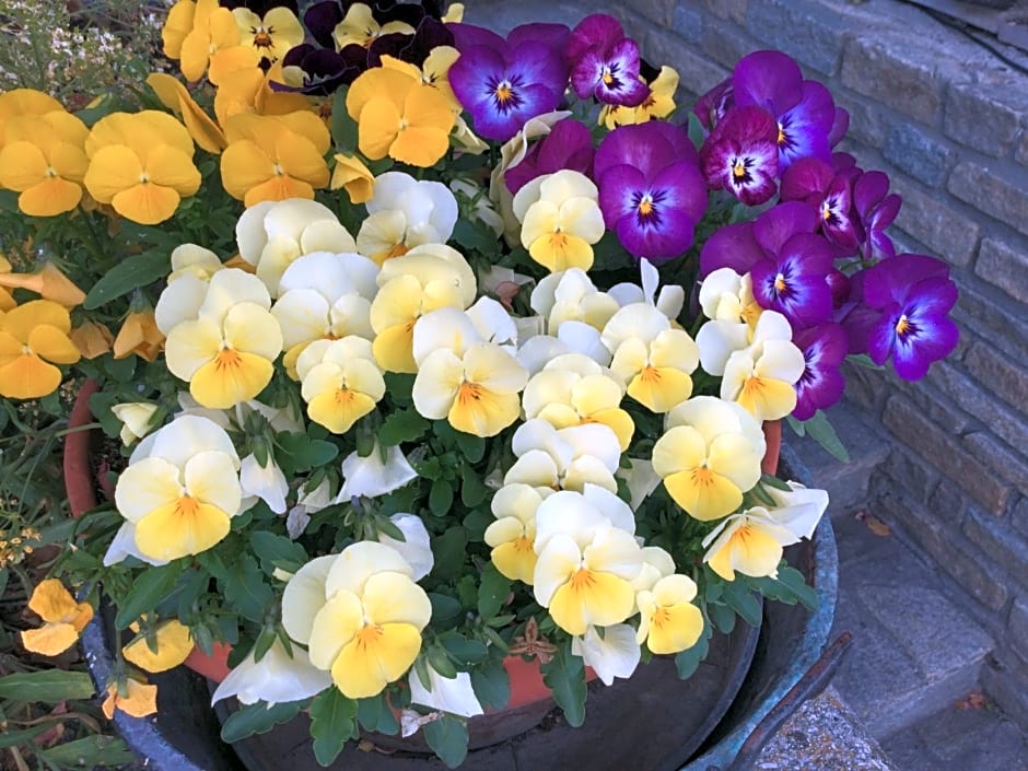 B&B Les Fleurs