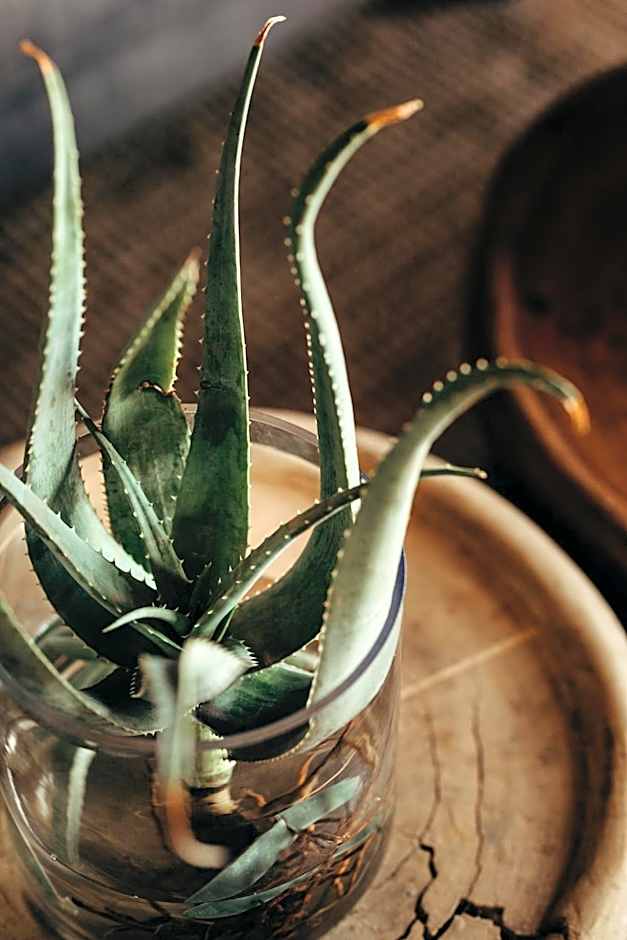 Bukela Game Lodge - Amakhala Game Reserve