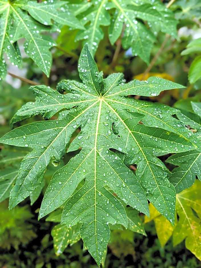 Casa das Irmãs - Só Mulheres - Women Only