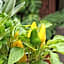 BE Jardin Escondido By Coppola