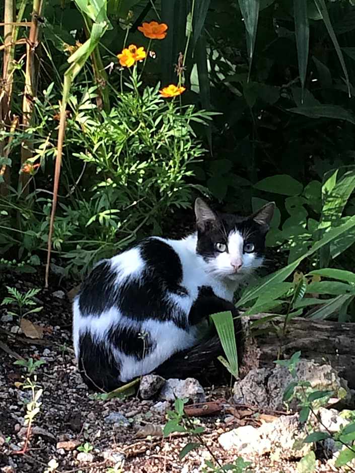 Mayan Bungalow Near Chichén