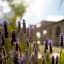 Hacienda Los Olivos, Valle de Guadalupe