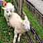 Sharlands Farm Bed and Breakfast