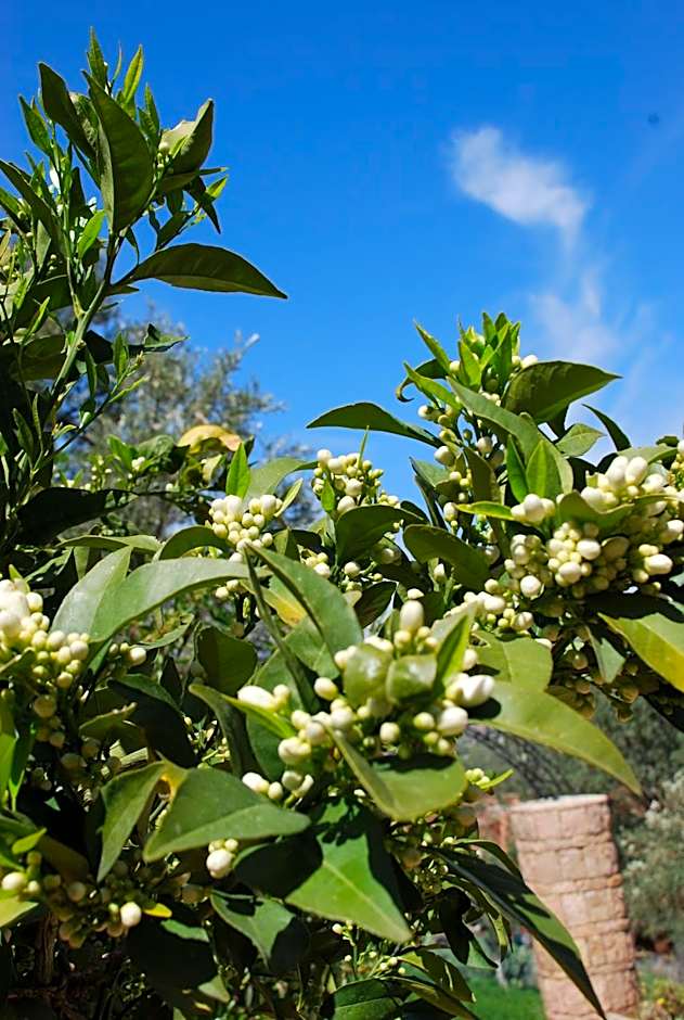 Maison d´hôtes Amazir