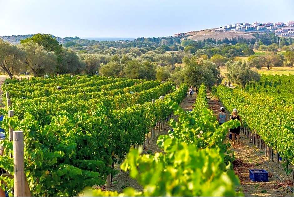 Datça Vineyard Guesthouse - Over 14 years old only