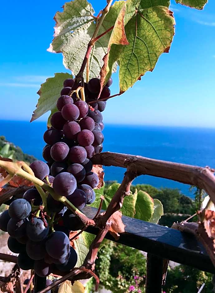 Agapanto Luxury Accommodation