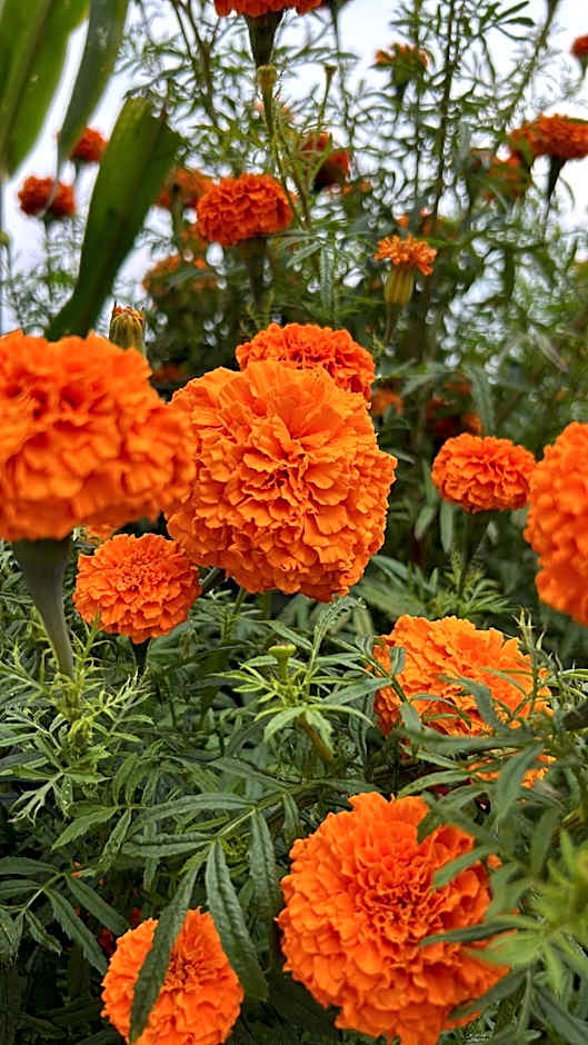 Meryem Hanım Butik Hotel