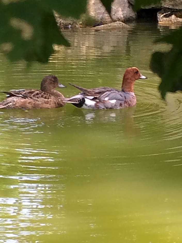 La mare aux canards