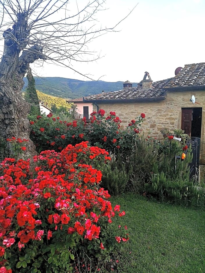 Alba Morus Bed e Breakfast sentiti a casa nel cuore della Toscana