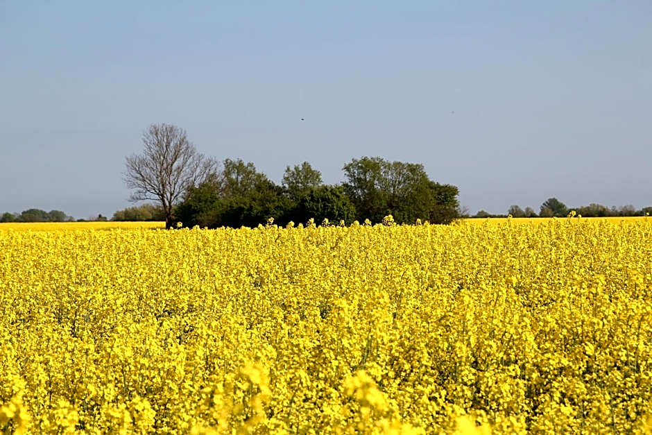 Avalon Hotel Bellevue