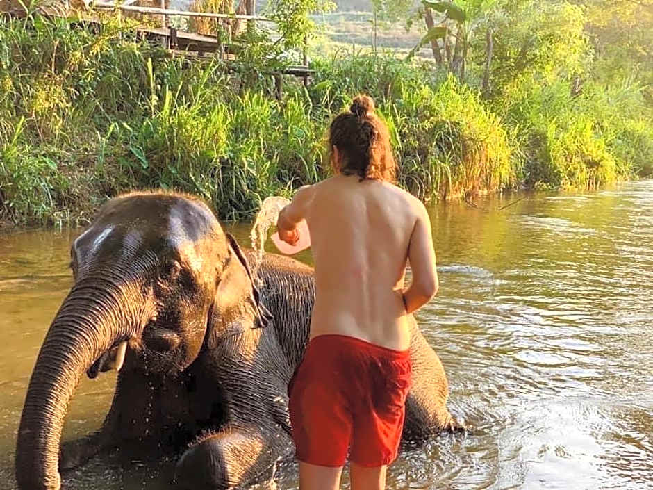 3 Pok Maewang jinxiang Gold elephant park