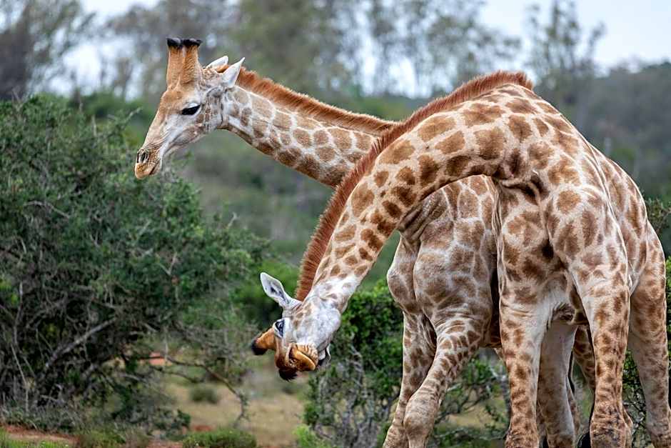 Pumba Private Game Reserve