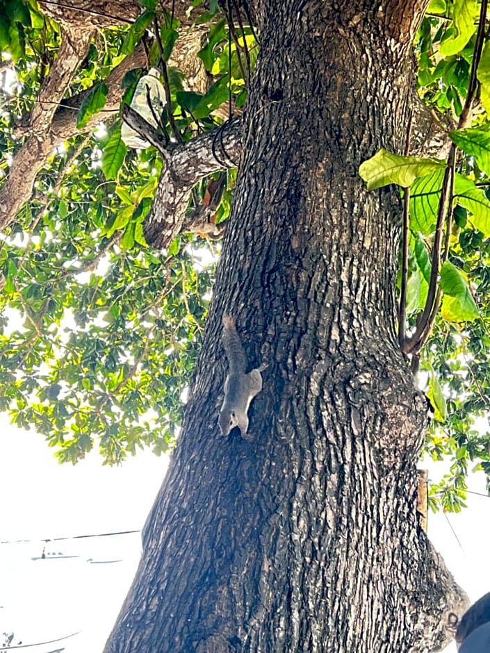 Mama's Chalet Pulau Perhentian Besar