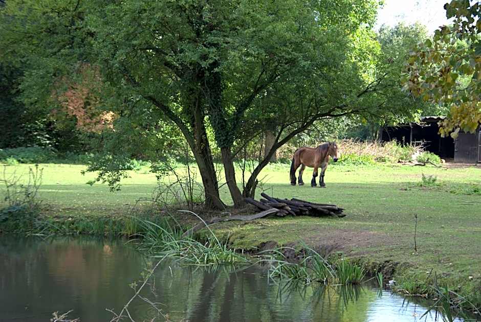 AKZENT Land-Hotel Zum Schwan, Garni WEILERSWIST-METTERNICH, 3 E-LADESTATIONEN, Nähe PHANTASIALAND, PALMENPARADIES Euskirchen