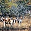 Lindani Game and Lodges