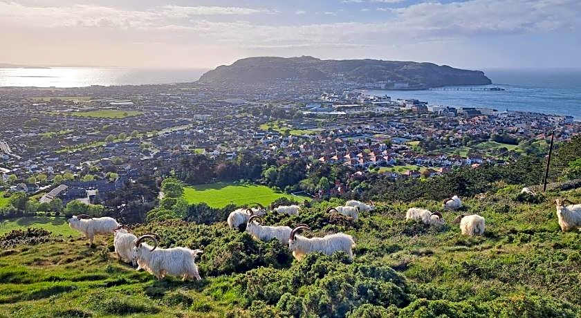 Bryn Goleu Bed and Breakfast