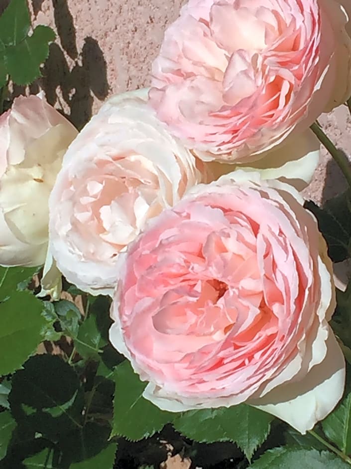 Rose Garden Mezzanine