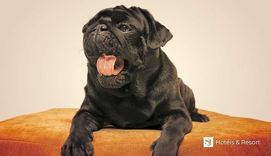 SJ Executive - San Juan Curitiba