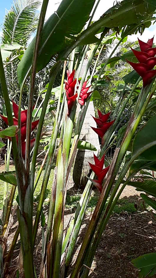 Domaine des Oiseaux Réunion