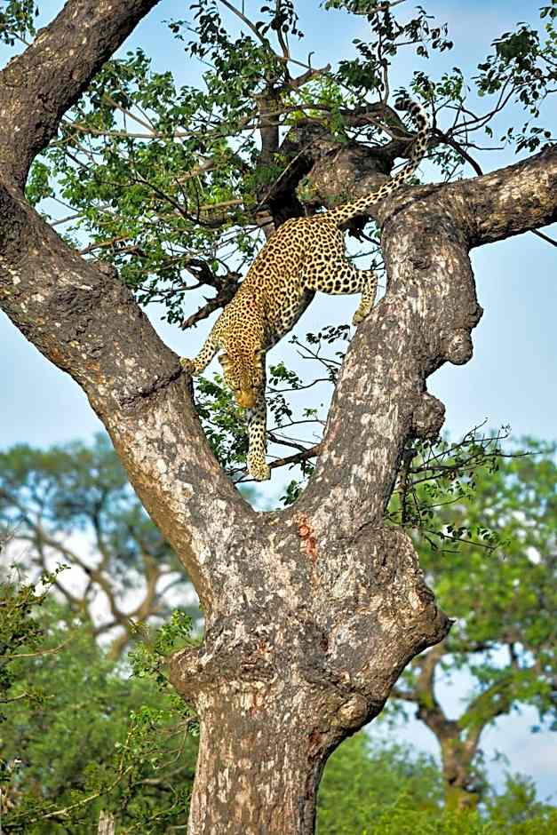 Mohlabetsi Safari Lodge