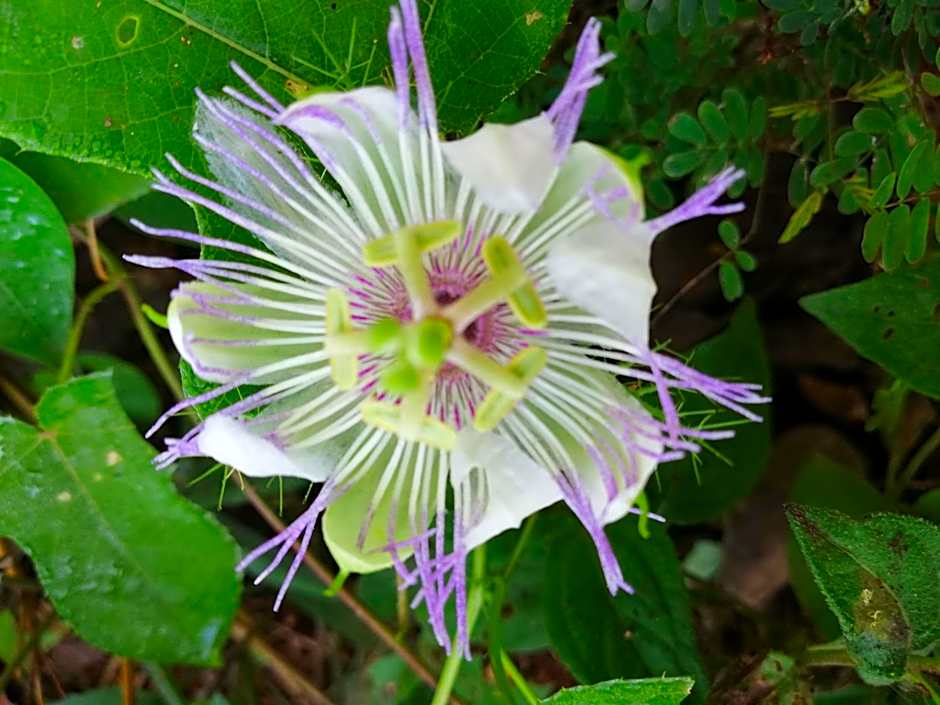 Mayan Bungalow Near Chichén