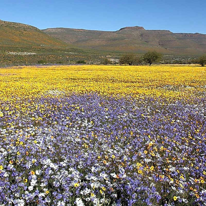 Simbavati Cederberg Ridge