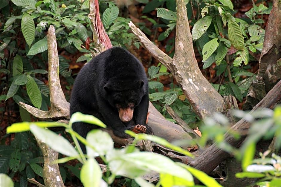 Four Points By Sheraton Sandakan