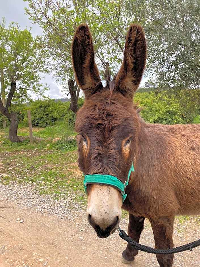 Hotel Rural Quinta do Marco - Nature & Dining