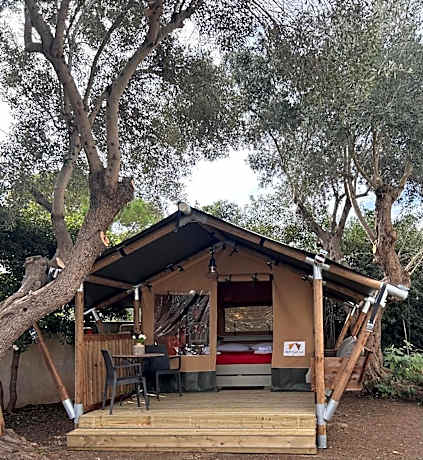 Tent among the olive trees