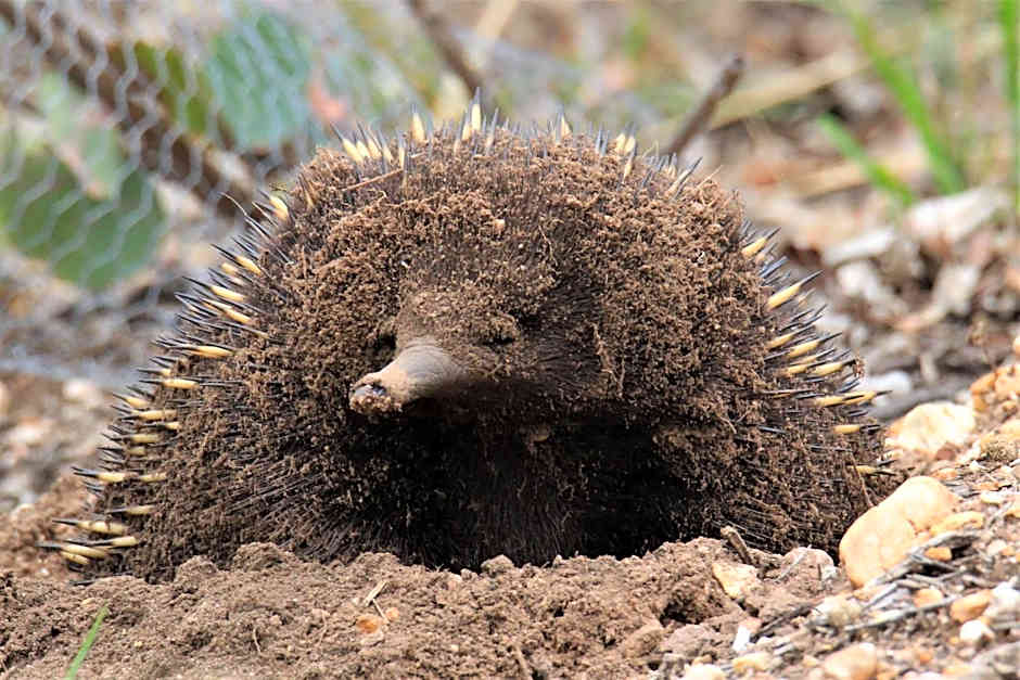 Down to Earth Farm Retreat