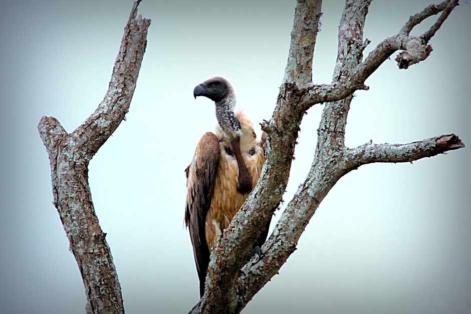 Leopard Mountain Safari Lodge