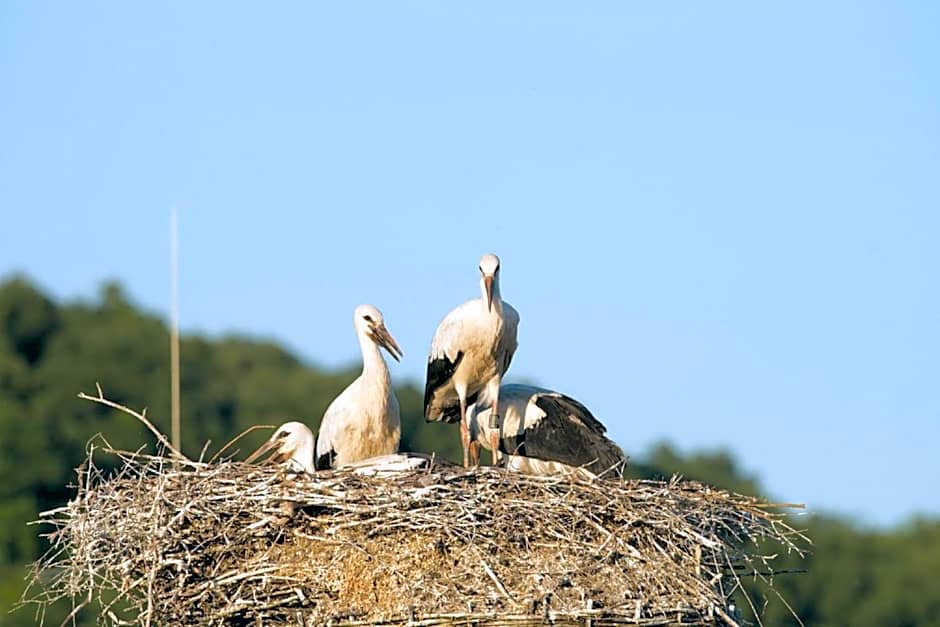 Gasthaus Schwarzer Adler