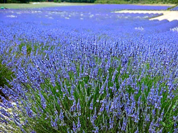La Ferme Les Eybrachas