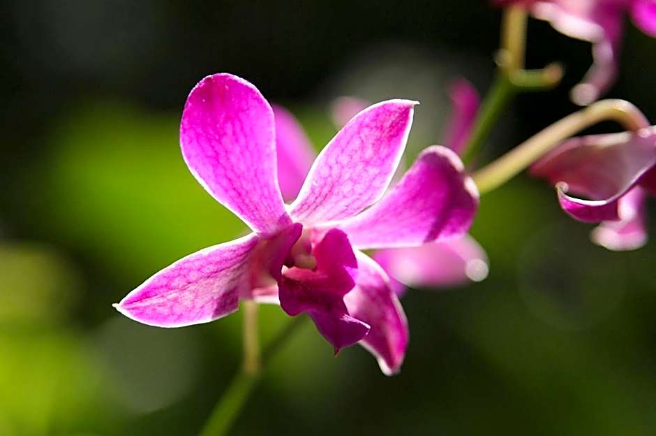 The Fiji Orchid Resort