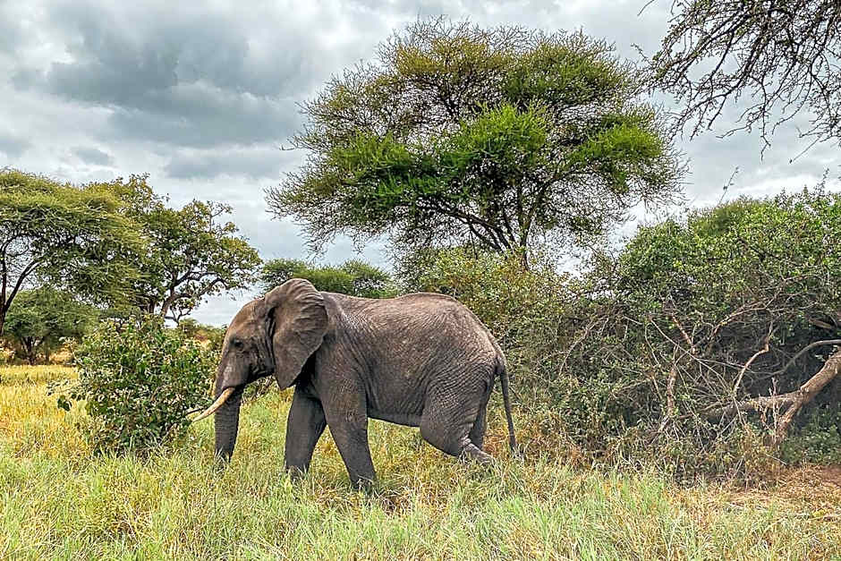 Foresight Eco Lodge & Safari