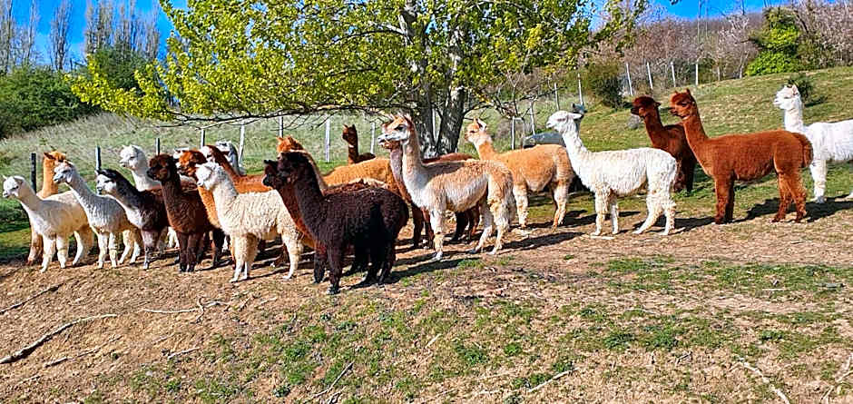 ALPAGAS DU DOMAINE MAEL