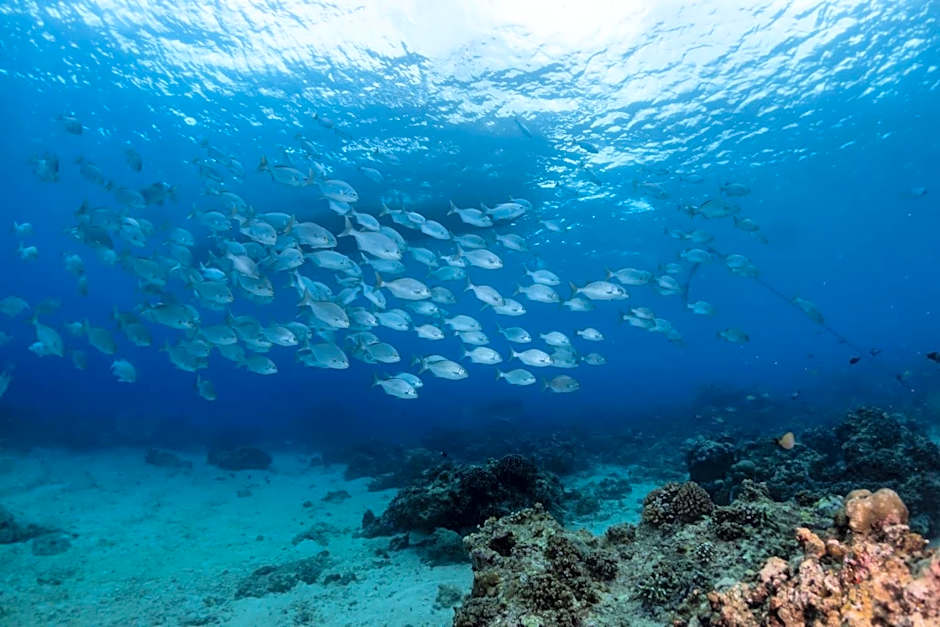 Gili Pirates Dive & Social Hostel