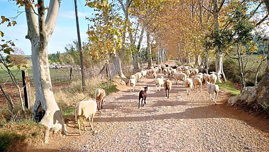 Mas Del Llop Blanc - Dog friendly Hostal Rural - B&B