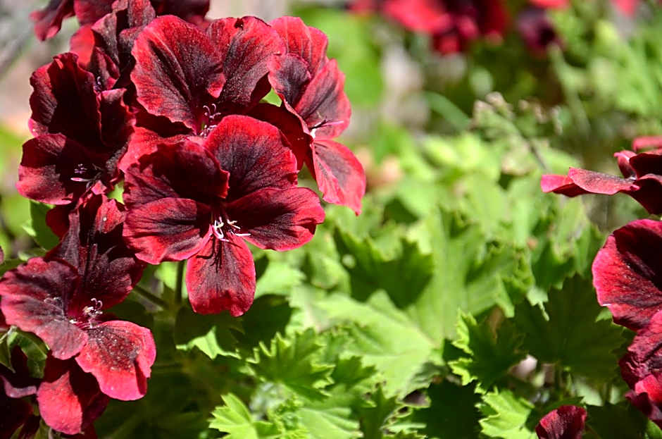 Villa Terme Di Caldana B&B