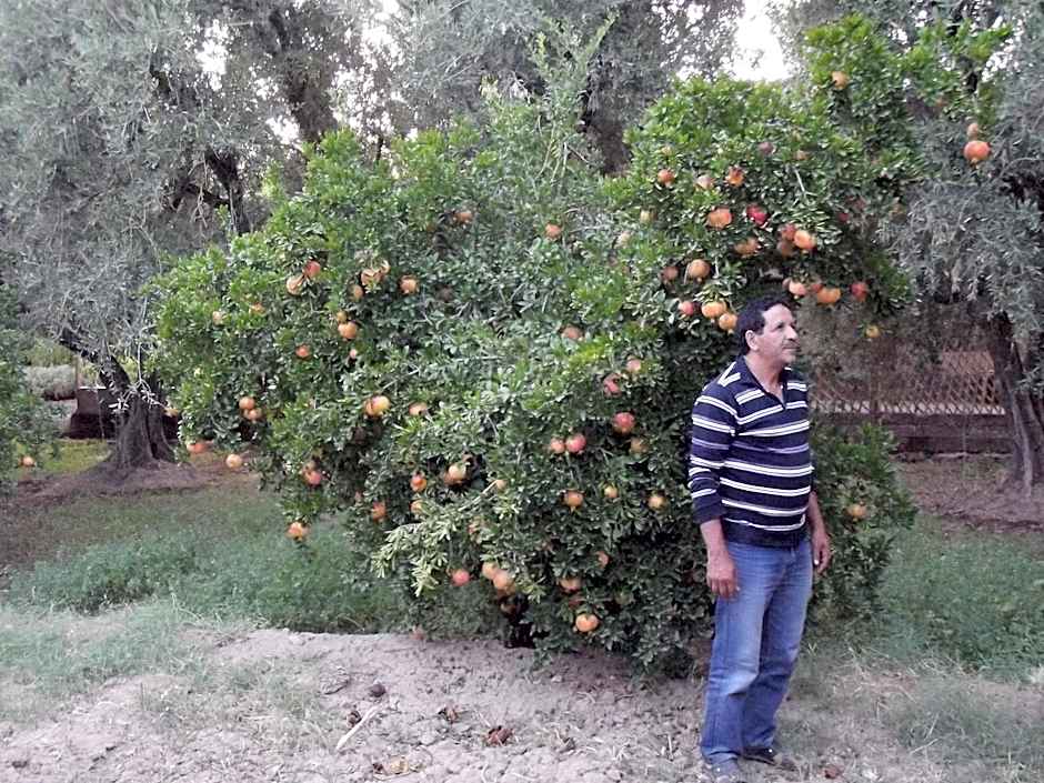 LE JARDIN DES GRENADIERS