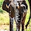 Sable Creek Safari Lodge