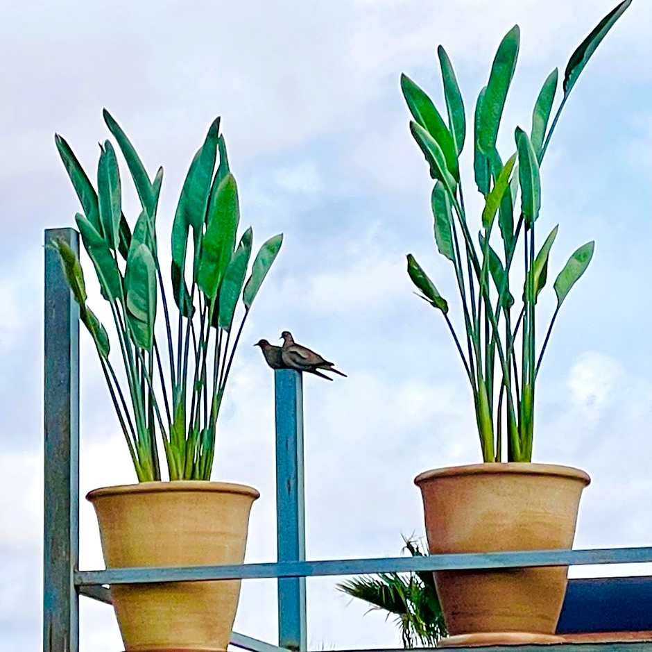 RIAD MAGIE Boutique Hotel