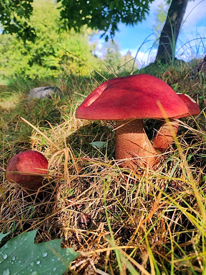 Rezydencja Bukowy Dwór