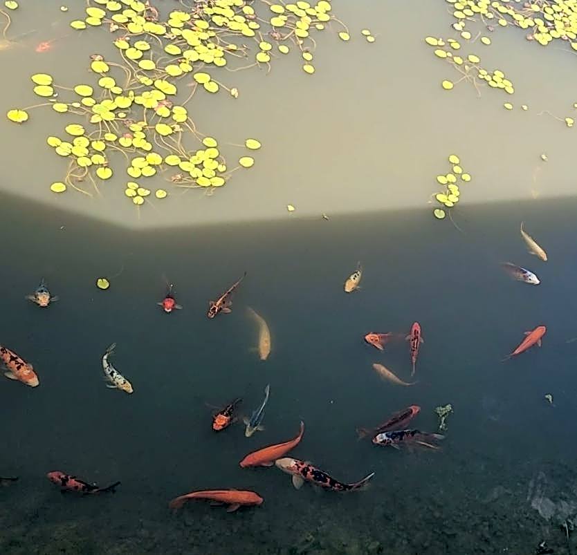 Golf Club Motor Inn Wingham