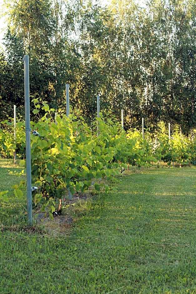 Vila Vynuogyne