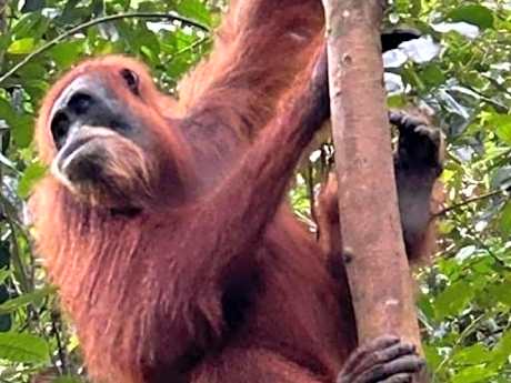 Ustin Nagoya Bukit Lawang Orangutan Trekking & transport only book with us
