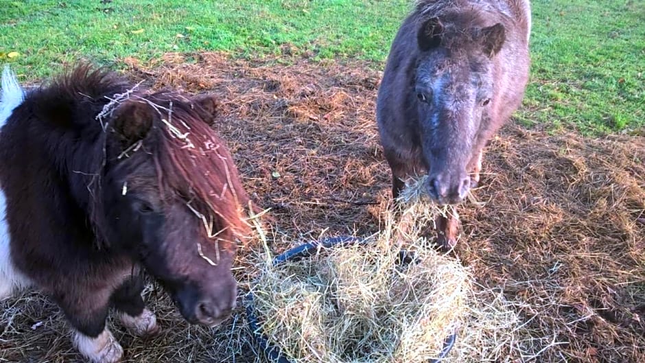 Pipowagen Lidewei Groningen Westerwolde unieke ligging met eigen tuin en vrij uitzicht over veld naar natuurgebied