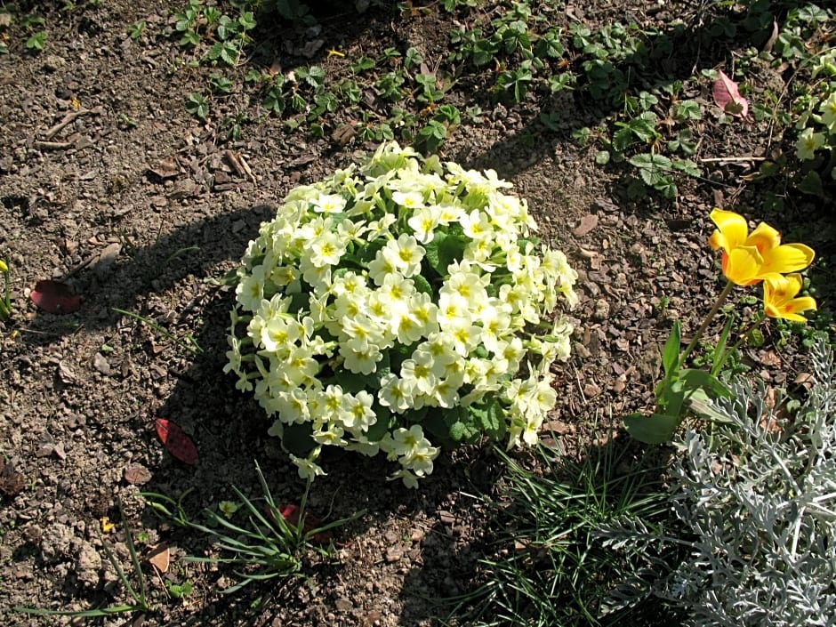 Chambres d'Hôtes Le Mûrier