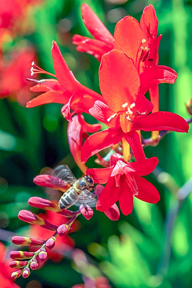 Ardagh Hotel & Restaurant